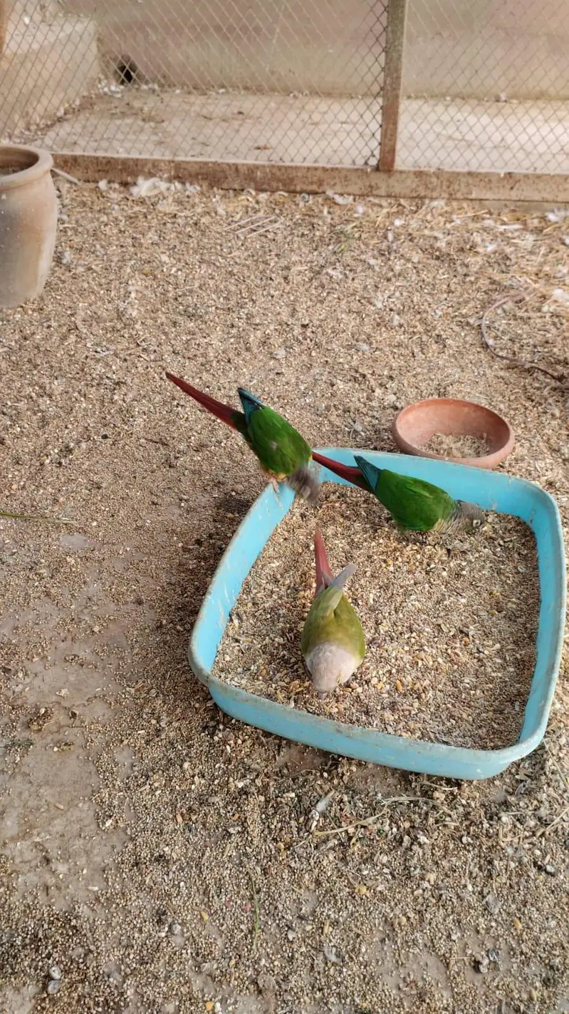 pineappleconure , greenchickconure, lovebird , lotion , fisher , — photo 6