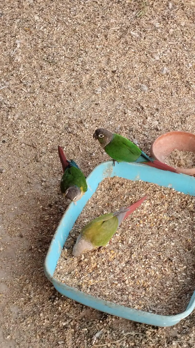 pineappleconure , greenchickconure, lovebird , lotion , fisher , — photo 7