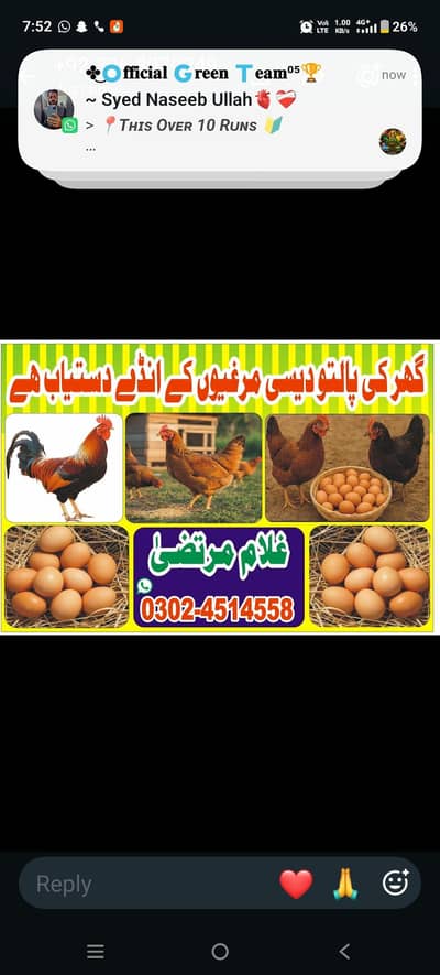 Ghar ki paltu dasi murgion KY Andy dasteab hy