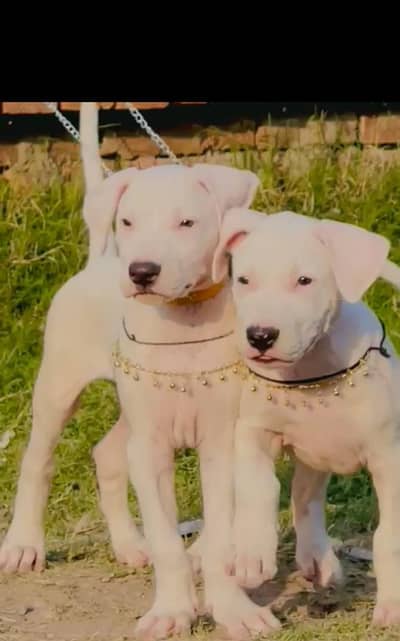Gulter male female available for sale