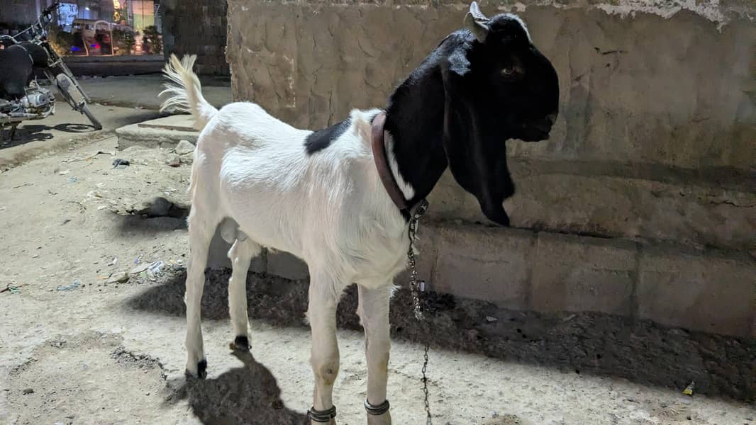 bakra 0