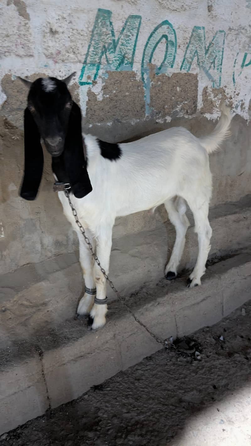 bakra 1