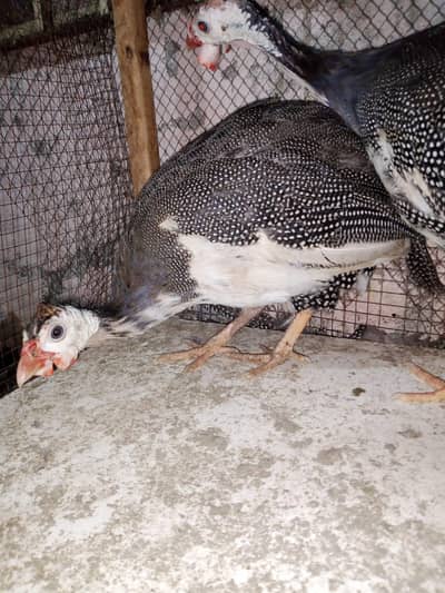 gunifowl 2 pair for sale zero 3 00 two 9 seven four 9 one 5