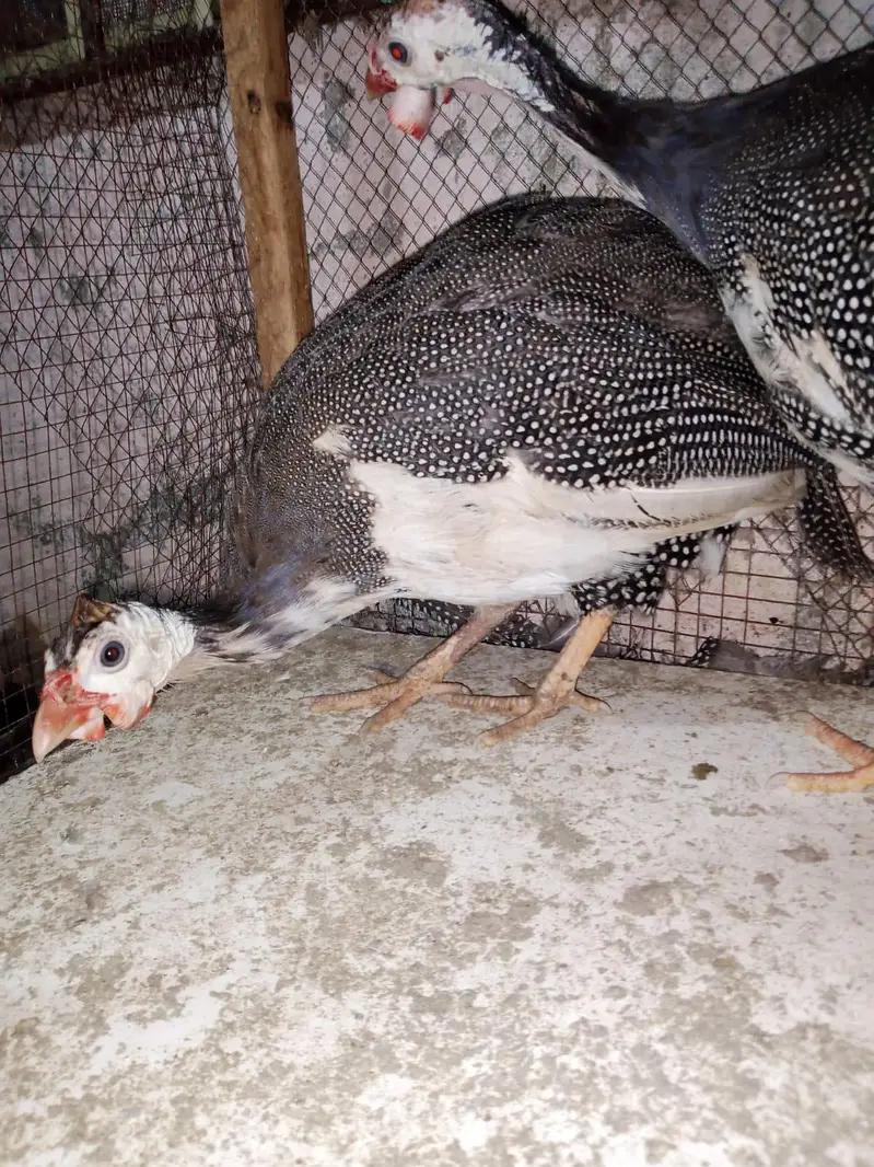 gunifowl 2 pair for sale zero 3 00 two 9 seven four 9 one 5