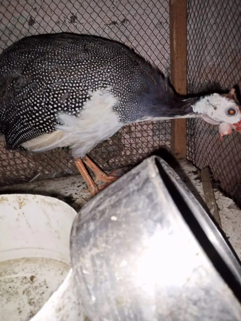gunifowl 2 pair for sale zero 3 00 two 9 seven four 9 one 5 — photo 2