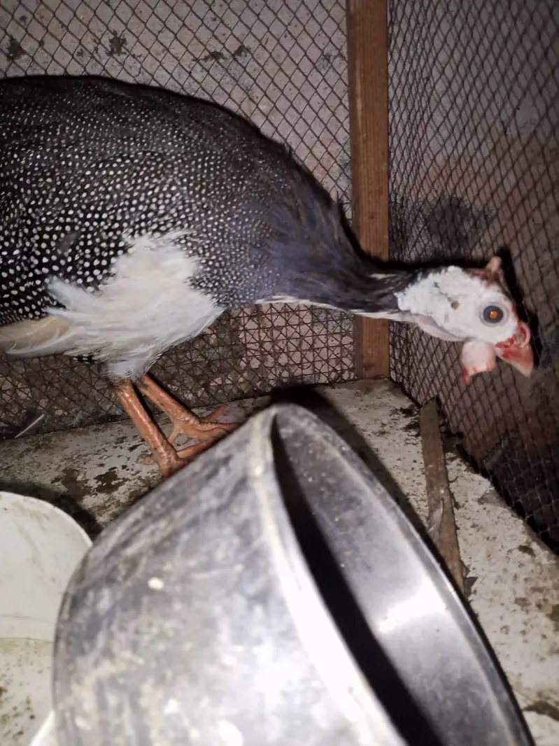 gunifowl 2 pair for sale zero 3 00 two 9 seven four 9 one 5 — photo 4