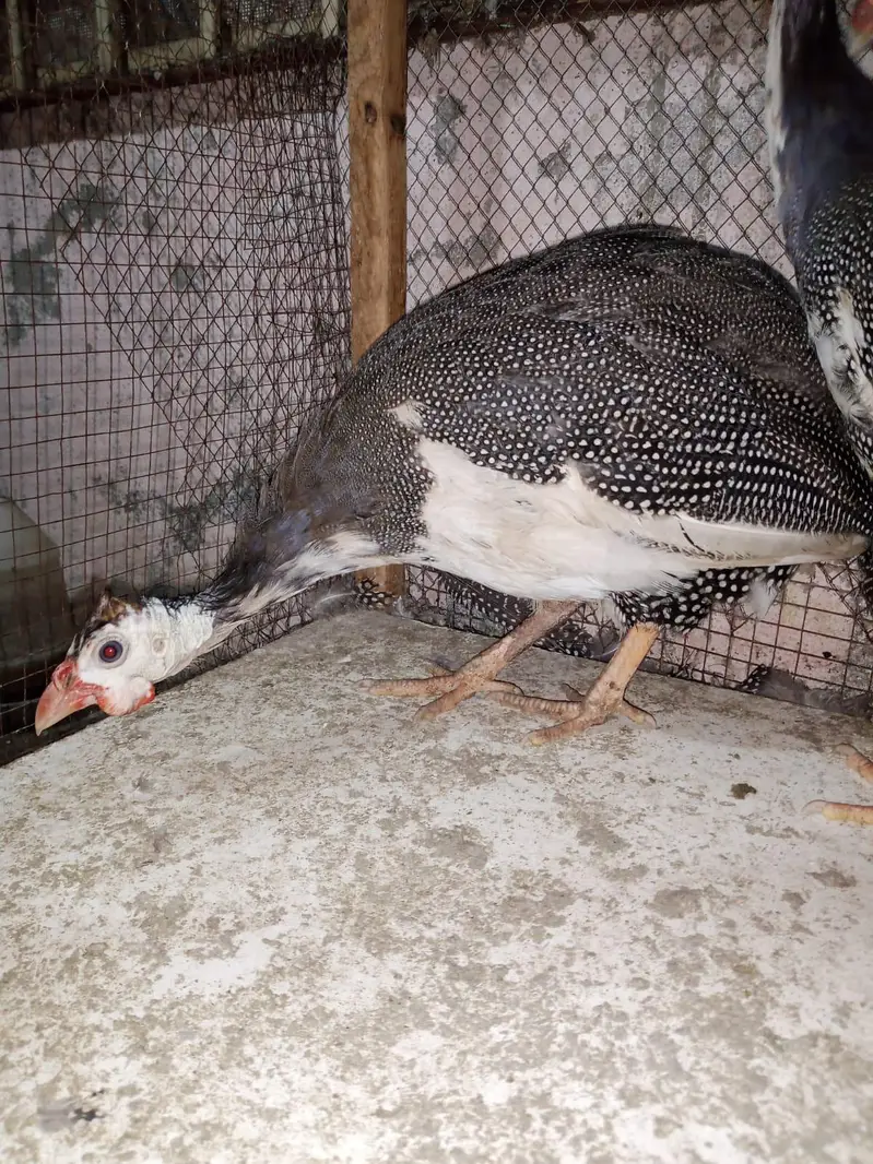 gunifowl 2 pair for sale zero 3 00 two 9 seven four 9 one 5 — photo 5