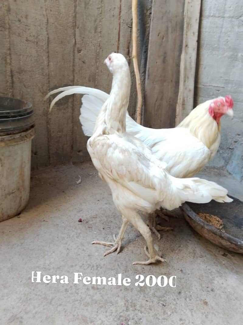 aseel hera 3