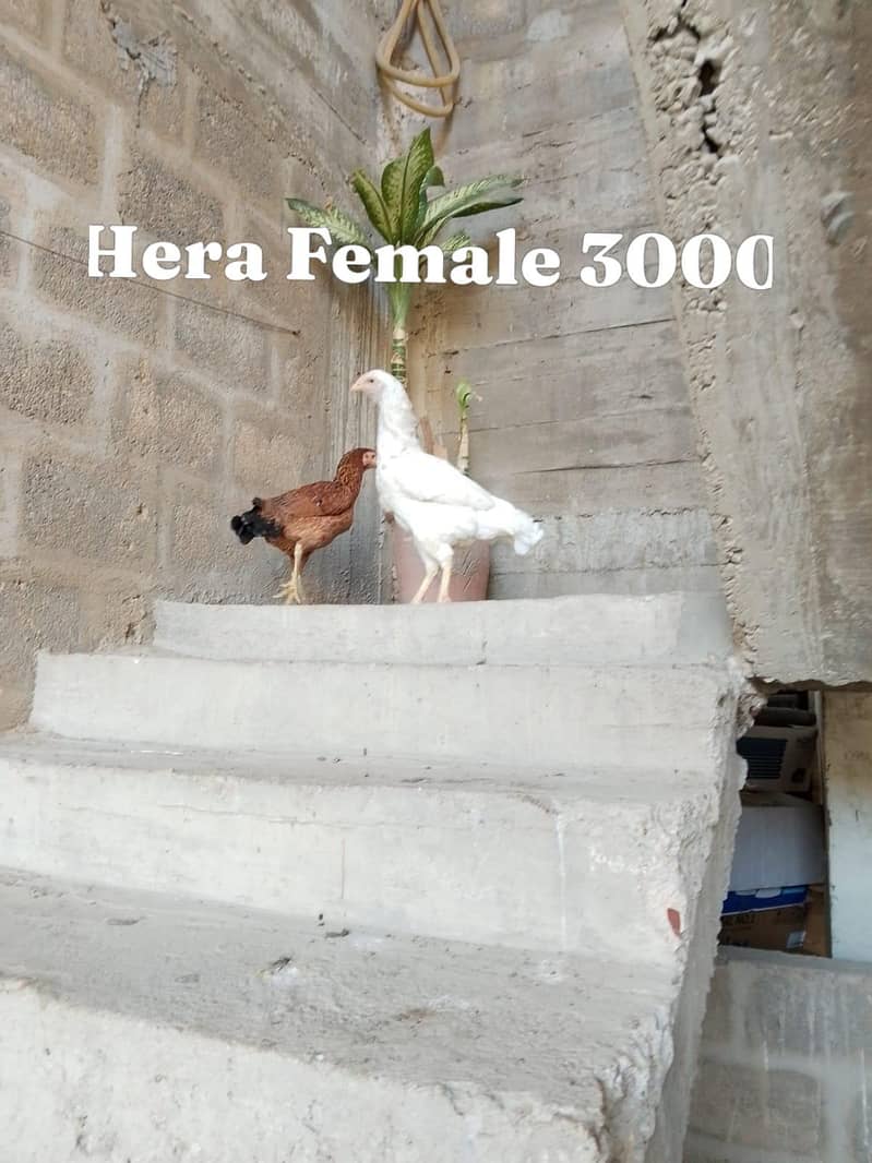 aseel hera 4