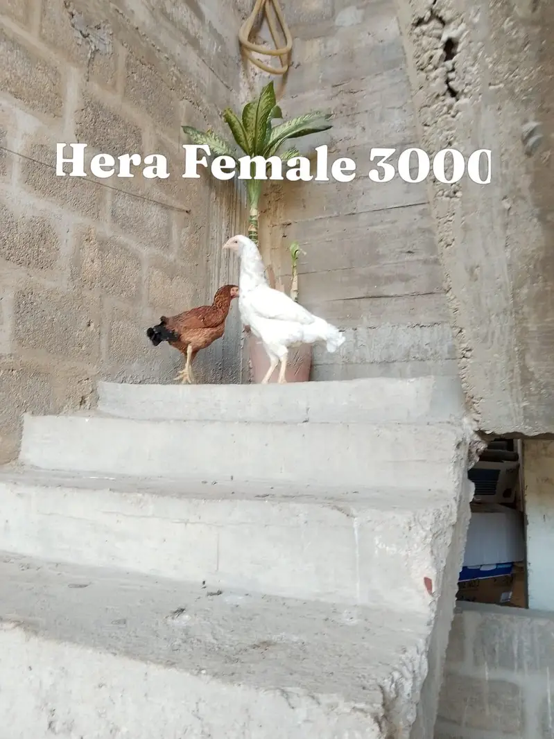 aseel hera — photo 5