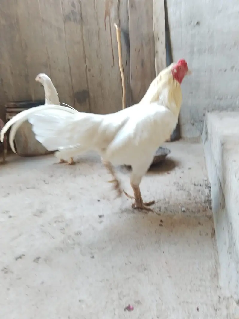 aseel hera — photo 7