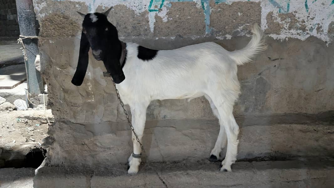 bakra 2