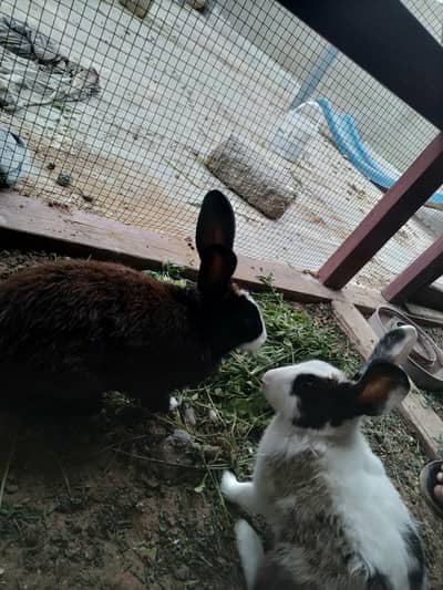 rabbit ka pair ha sath ma 4 Bache bhi han