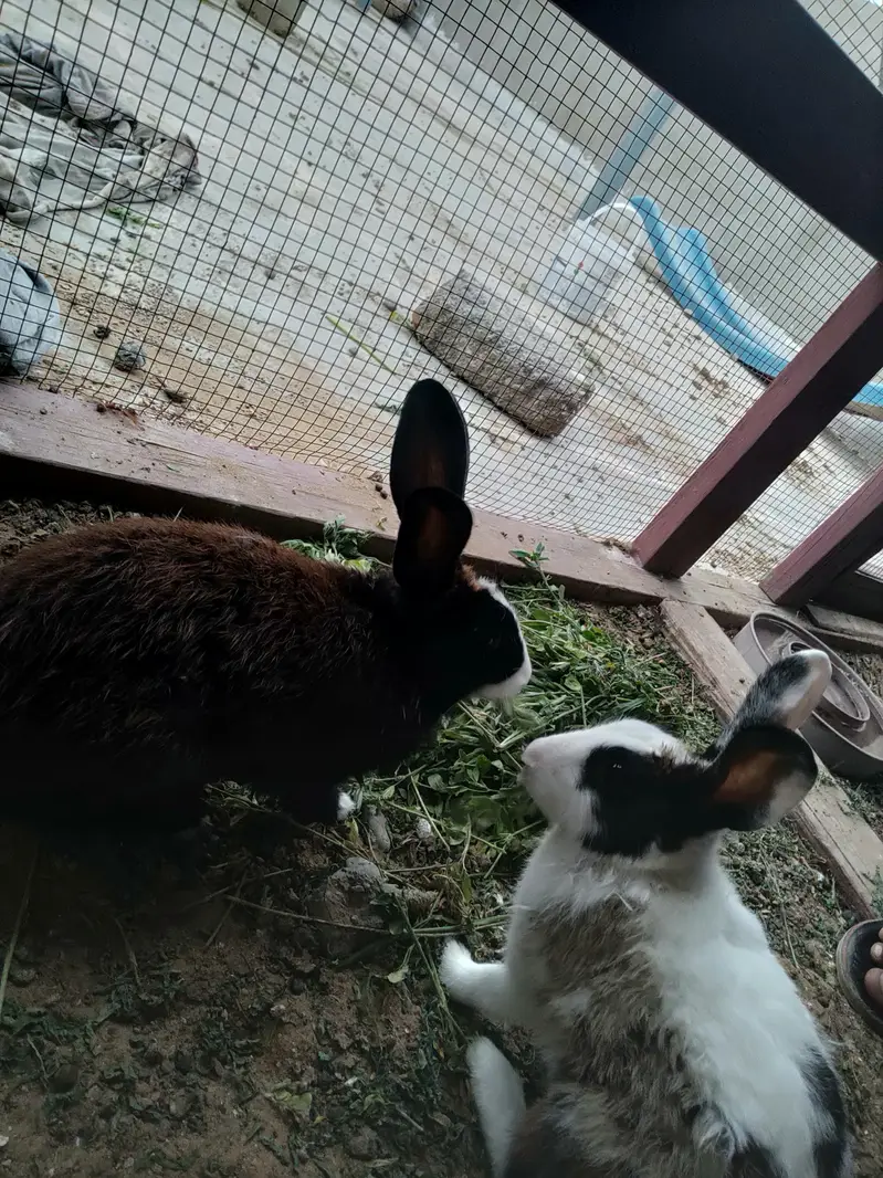 rabbit ka pair ha sath ma 4 Bache bhi han