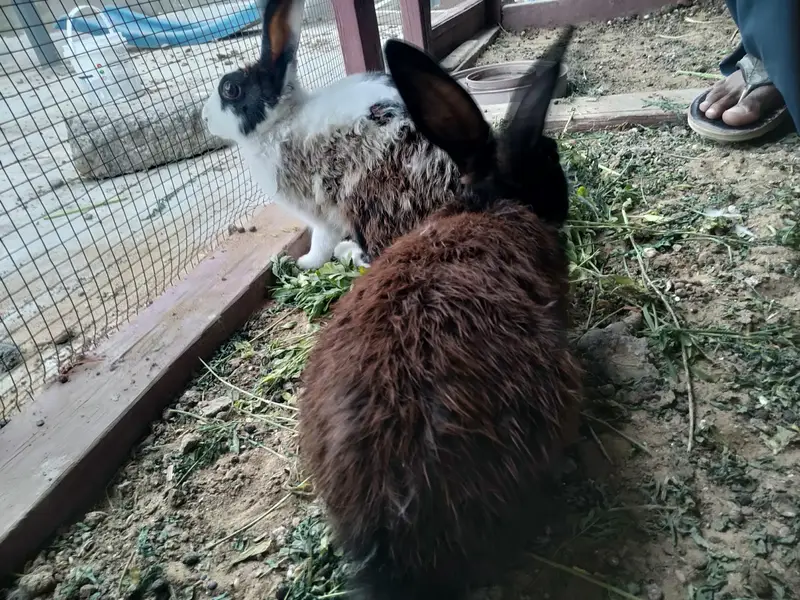 rabbit ka pair ha sath ma 4 Bache bhi han — photo 2