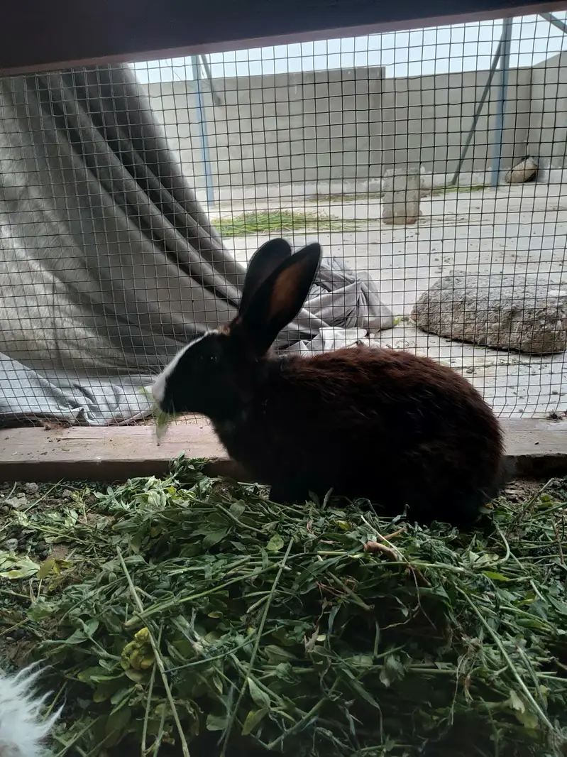 rabbit ka pair ha sath ma 4 Bache bhi han — photo 3