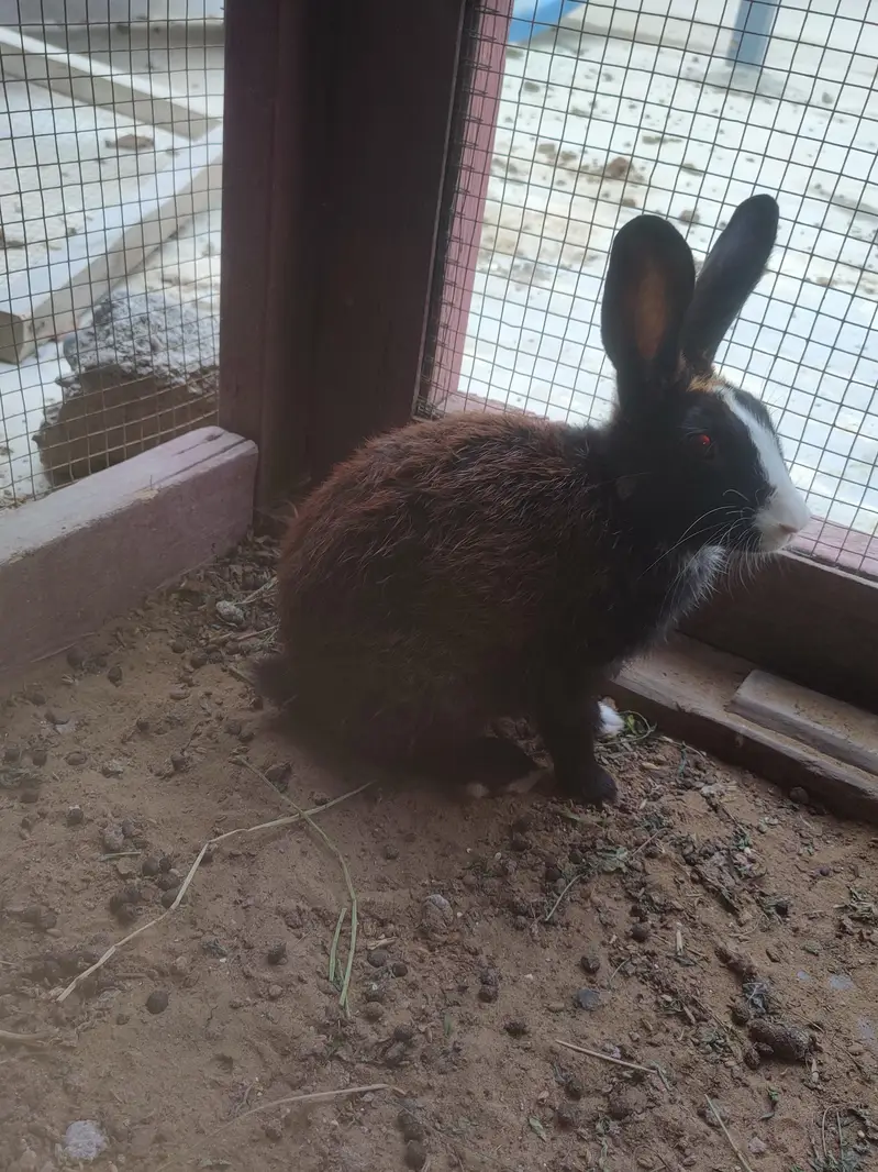 rabbit ka pair ha sath ma 4 Bache bhi han — photo 4
