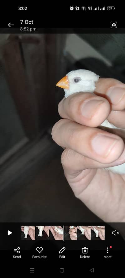 Masha Allah . . . CFW half orange 2 female available for sale