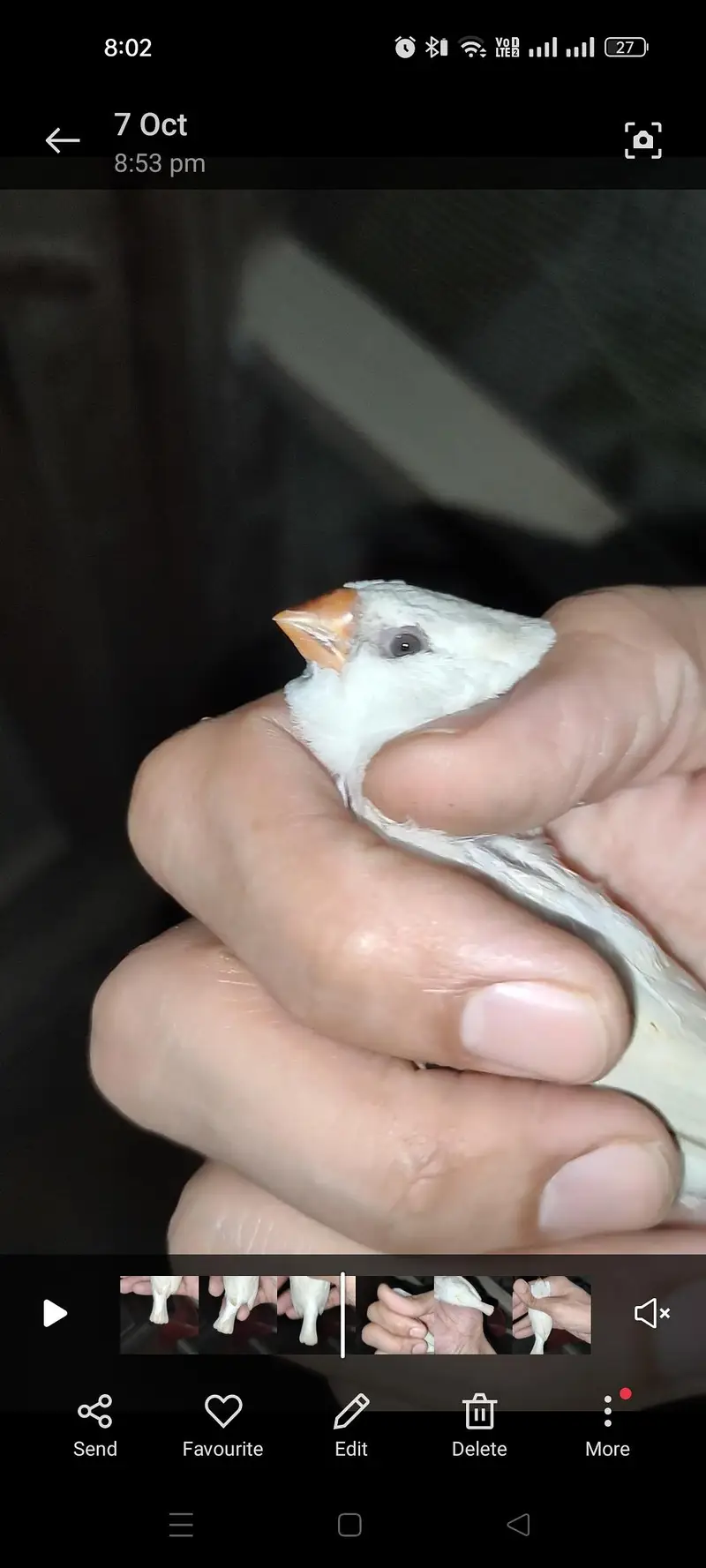 Masha Allah . . . CFW half orange 2 female available for sale — photo 3