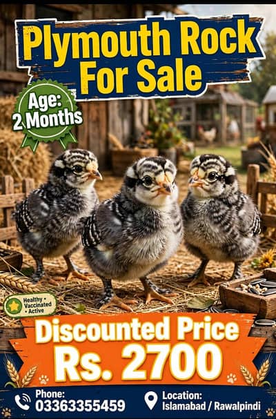 plymouth rock for sale