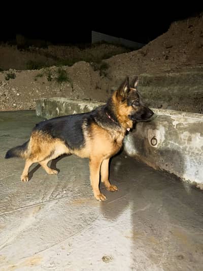 German Shepherd Dog for Sale