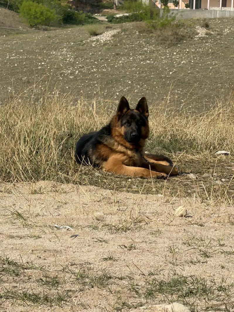 German Shepherd Dog for Sale — photo 2