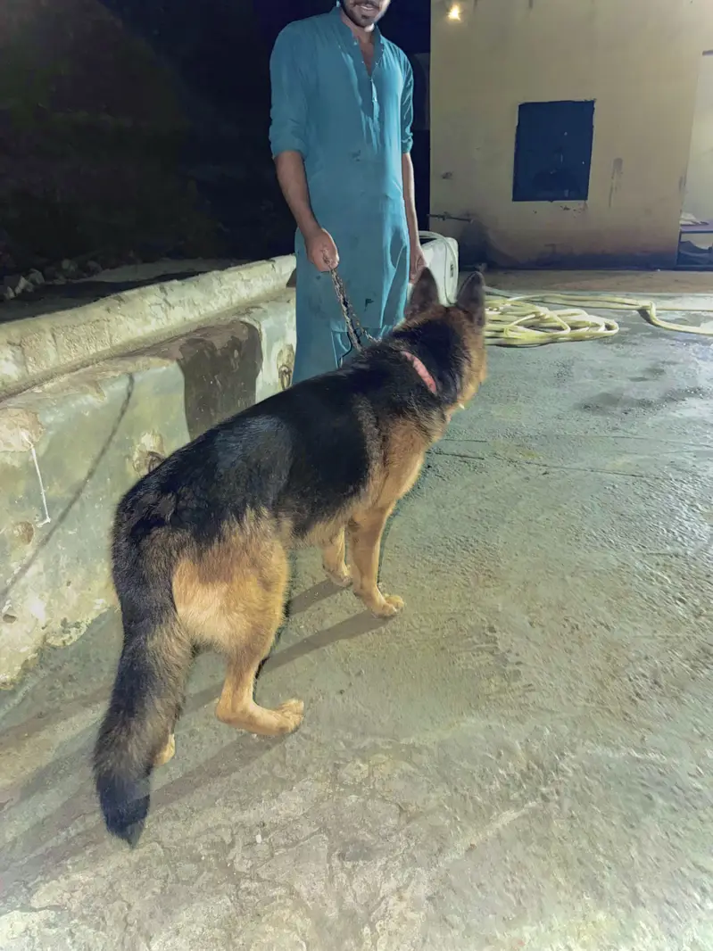 German Shepherd Dog for Sale — photo 3