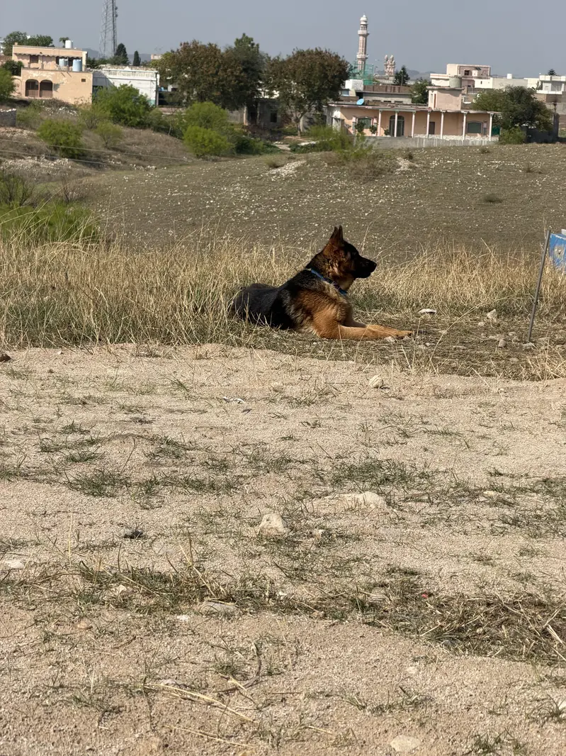 German Shepherd Dog for Sale — photo 4