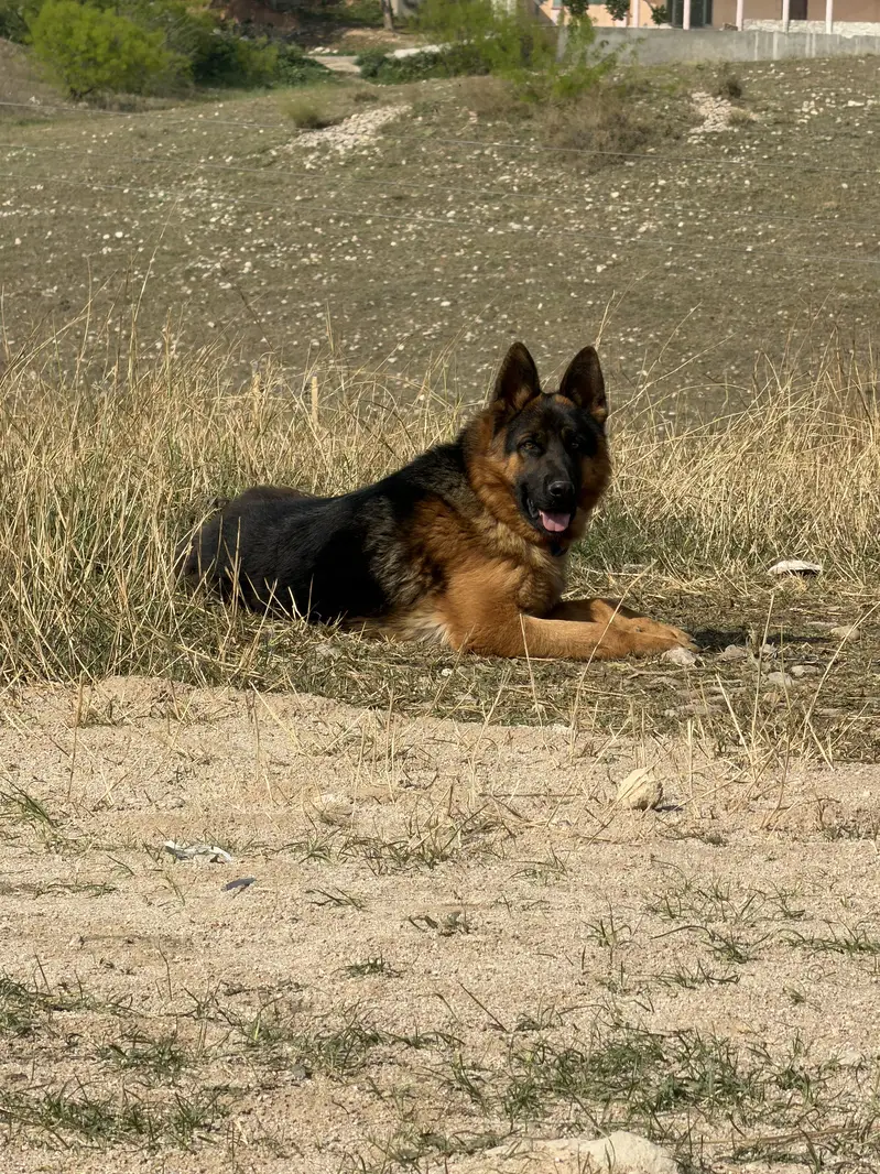 German Shepherd Dog for Sale — photo 5