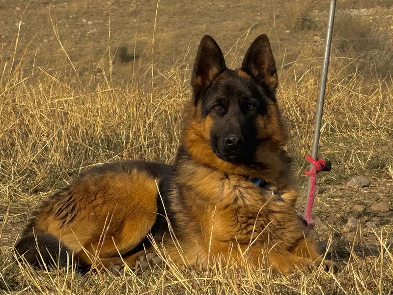 German Shepherd Dog for Sale — photo 6