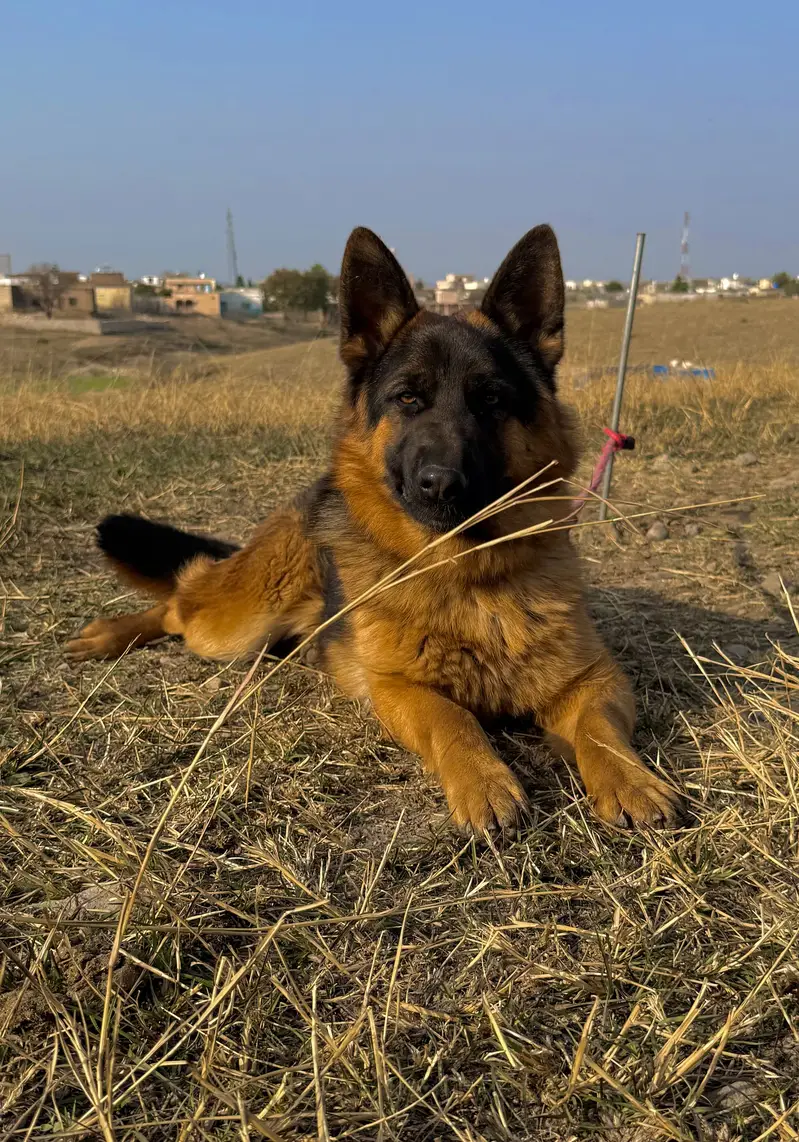 German Shepherd Dog for Sale — photo 7