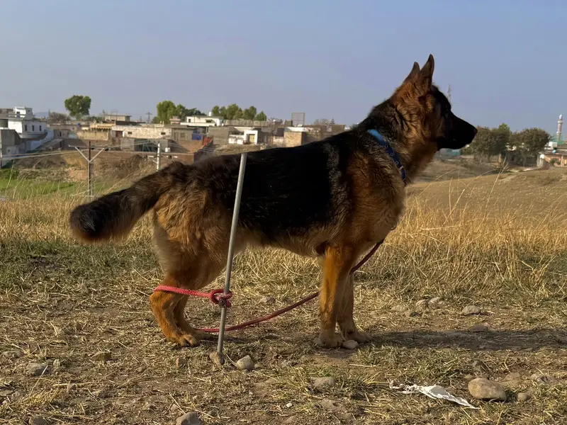 German Shepherd Dog for Sale — photo 8