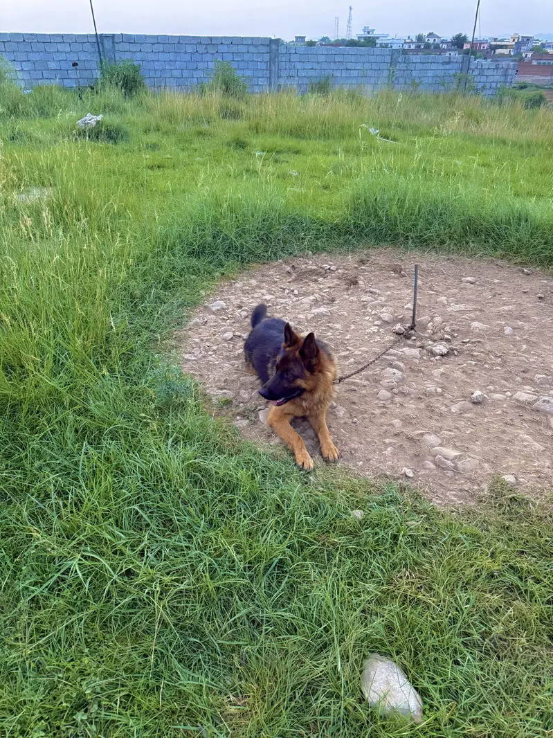 German Shepherd Dog for Sale — photo 9