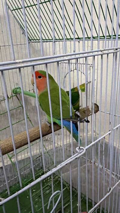 Lovebird Green rosicolli peach face male