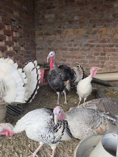 turkey bird pairs