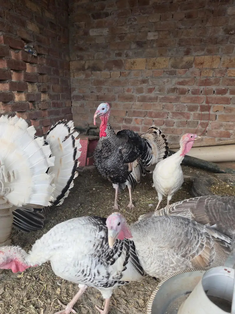 turkey bird pairs