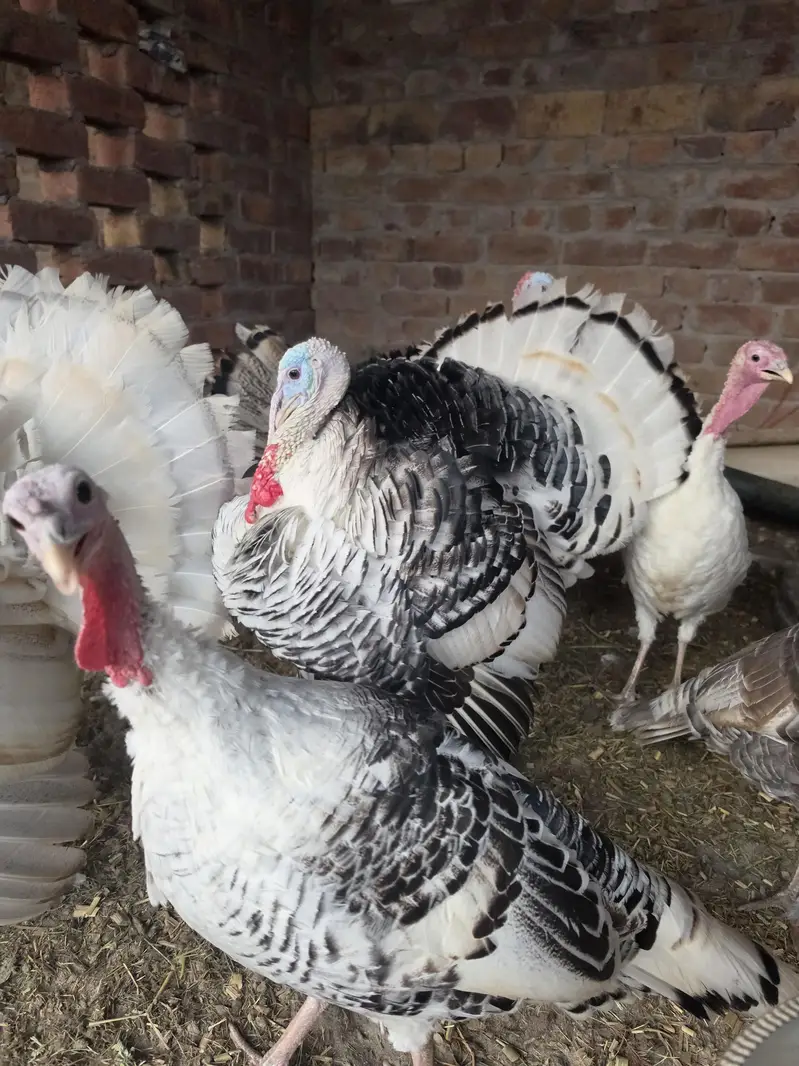turkey bird pairs — photo 2