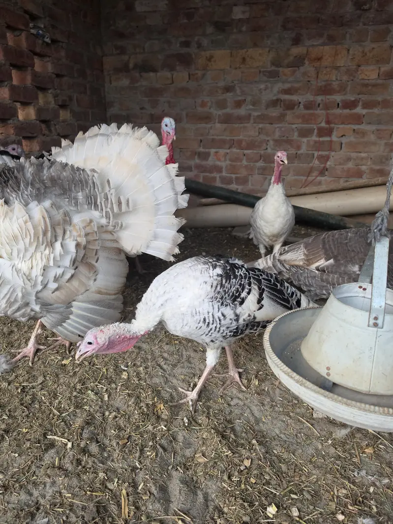 turkey bird pairs — photo 3