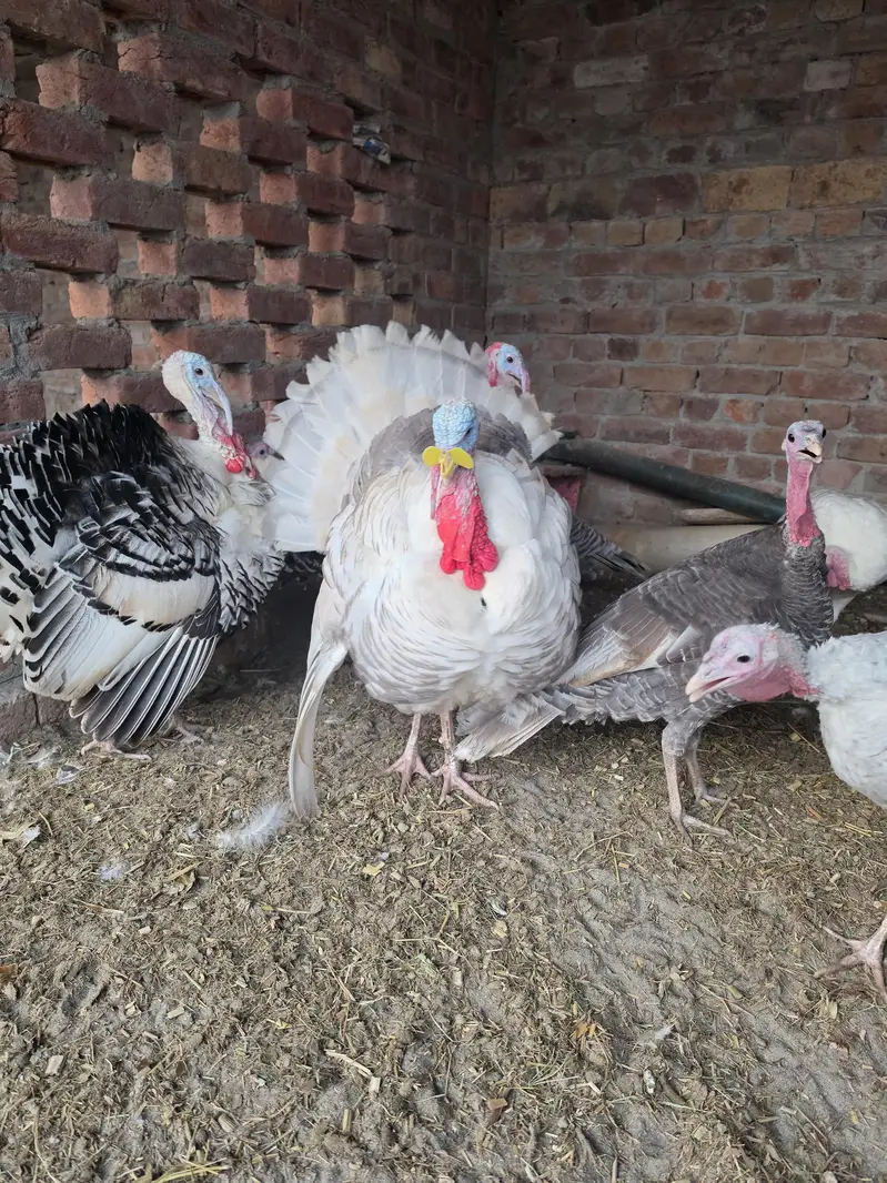 turkey bird pairs — photo 4