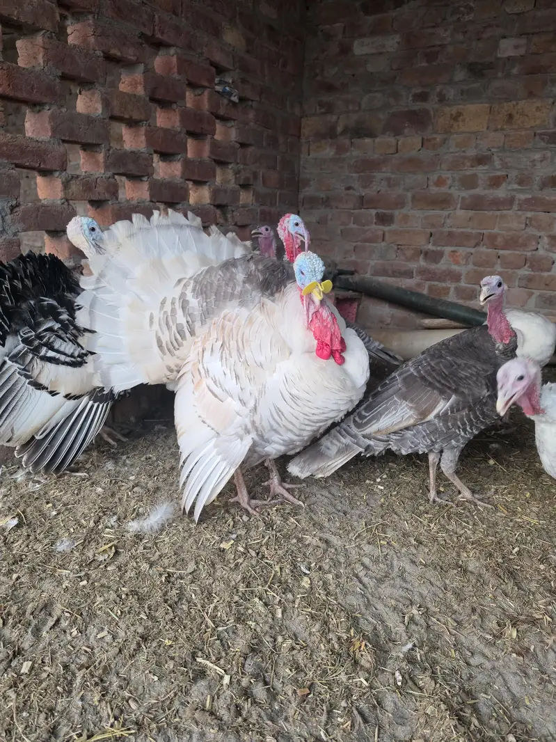 turkey bird pairs — photo 5
