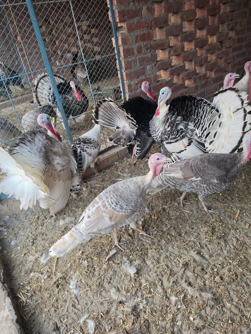 turkey bird pairs — photo 6