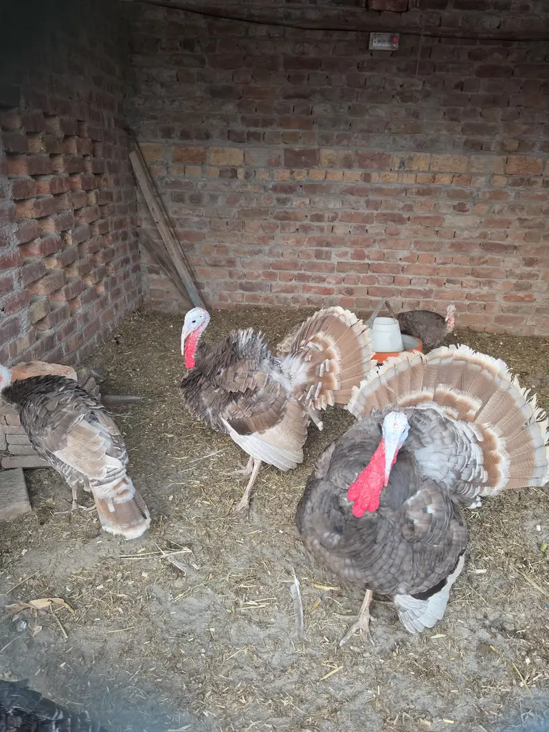 turkey bird pairs — photo 7