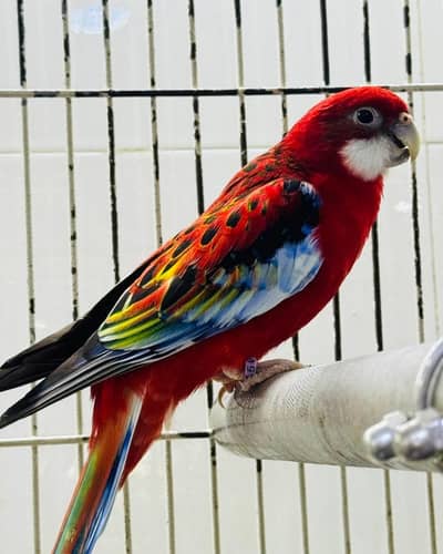 Red Rosella Tamed , Talking Male Available