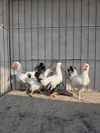 black tail and Coco polish pair