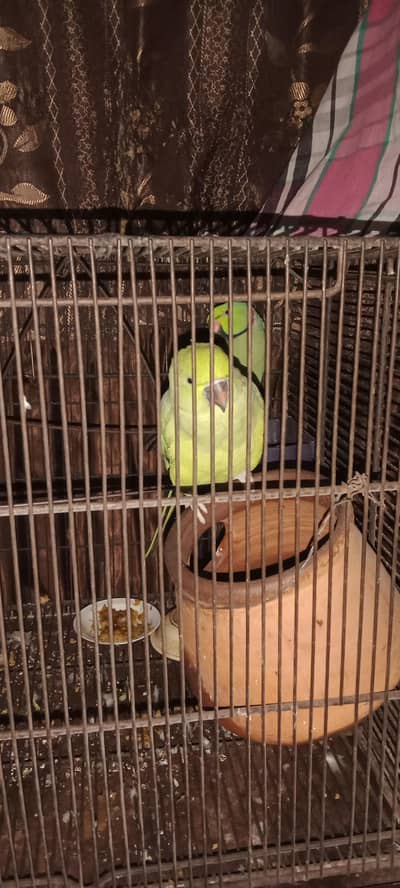 raw parrot pair