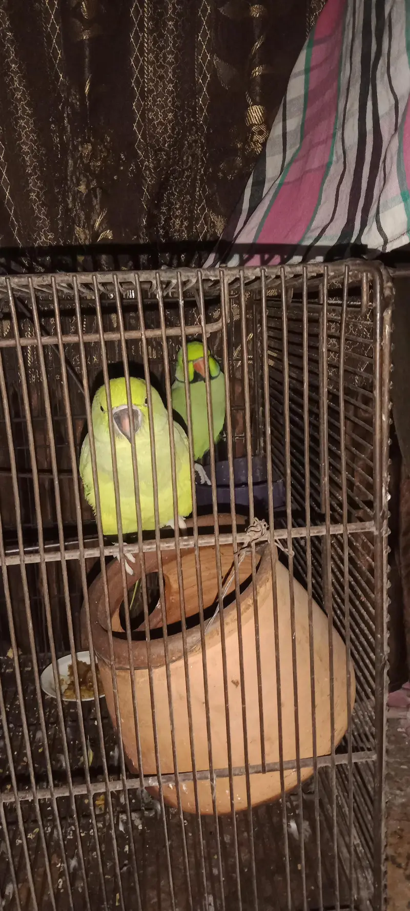 raw parrot pair — photo 2