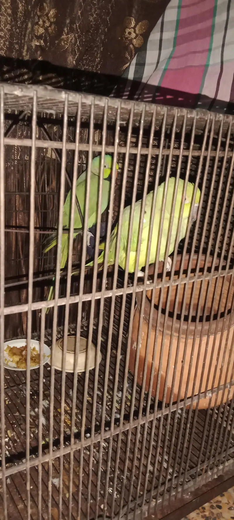 raw parrot pair — photo 3