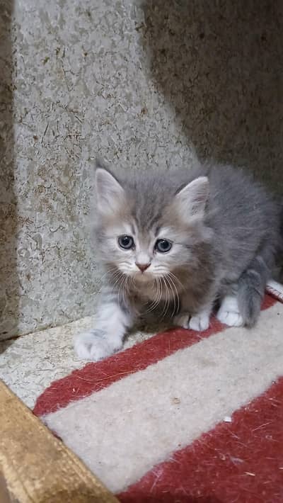 kitten