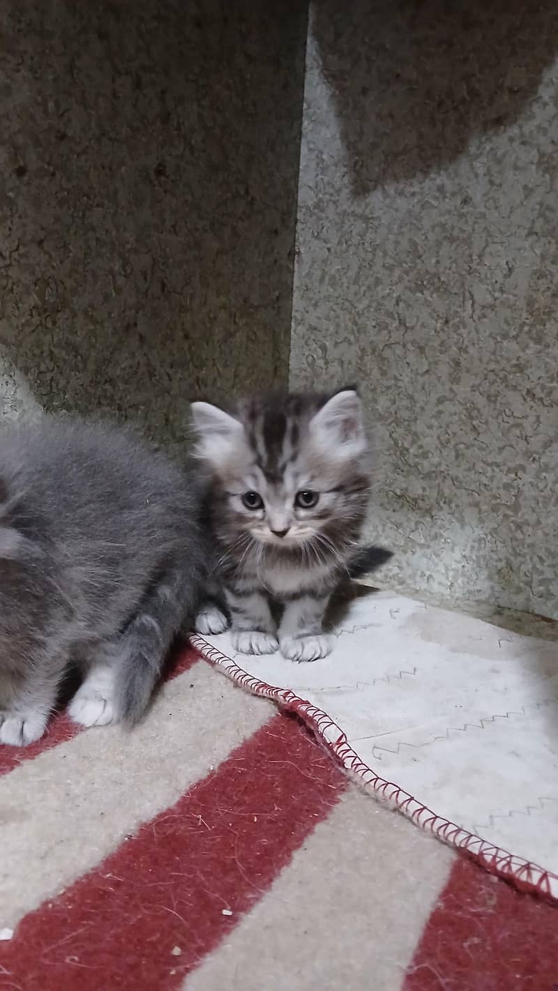 kitten 1