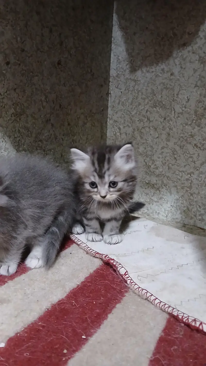 kitten — photo 2